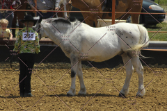 PCSC61513_1557