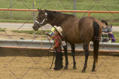 PCSChorseshow81614_IMG_2480