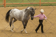 PCSChorseshow81614_IMG_2495