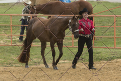 PCSChorseshow81614_IMG_2664
