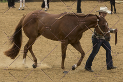 PCSChorseshow81614_IMG_2688