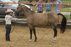 PCSChorseshow81614_IMG_2696