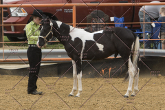 PCSChorseshow81614_IMG_2698