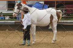 PCSChorseshow81614_IMG_2704