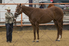 PCSChorseshow81614_IMG_2710
