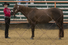 PCSChorseshow81614_IMG_2712