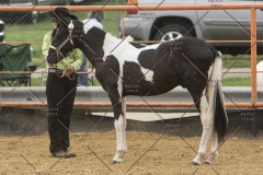 PCSChorseshow81614_IMG_2720