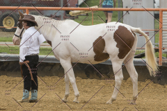 PCSChorseshow81614_IMG_2729