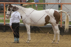 PCSChorseshow81614_IMG_2738