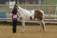 PCSChorseshow81614_IMG_2839