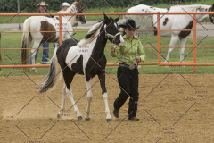 PCSChorseshow81614_IMG_2876