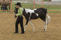 PCSChorseshow81614_IMG_2879