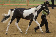 PCSChorseshow81614_IMG_2891