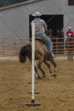 PCSChorseshow81614_IMG_4791