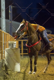 PCSChorseshow62114_IMG_3639