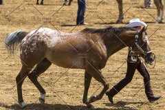 PCSChorseshow62114_IMG_0702