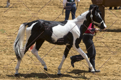 PCSChorseshow62114_IMG_0746