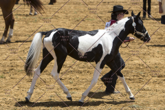 PCSChorseshow62114_IMG_0747