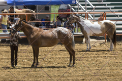 PCSChorseshow62114_IMG_0753