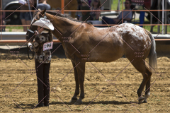 PCSChorseshow62114_IMG_0757