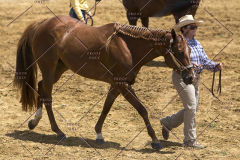 PCSChorseshow62114_IMG_0764