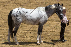 PCSChorseshow62114_IMG_0877