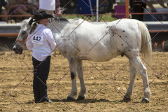 PCSChorseshow62114_IMG_0898
