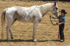 PCSChorseshow62114_IMG_0902