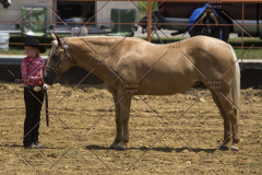 PCSChorseshow62114_IMG_0912
