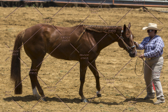 PCSChorseshow62114_IMG_0944