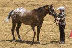 PCSChorseshow62114_IMG_0958