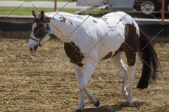 PCSChorseshow62114_IMG_0500