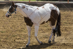 PCSChorseshow62114_IMG_0504