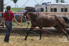 PCSChorseshow62114_IMG_0520