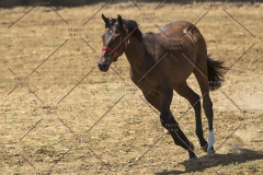PCSChorseshow62114_IMG_2010