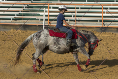 PCSChorseshow62114_IMG_2878