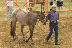 PCSChorseshow62214_IMG_4088