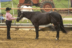 PCSChorseshow62214_IMG_4129