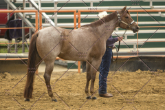 PCSChorseshow62214_IMG_4302