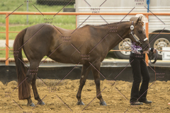 PCSChorseshow62214_IMG_4319