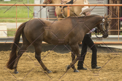 PCSChorseshow62214_IMG_4324