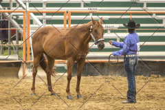 PCSChorseshow62214_IMG_4410