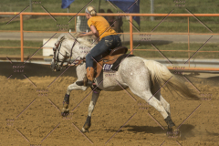 PCSChorseshow62214_IMG_5934