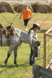 PC4HFair2015_5912_notforcopy