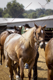 PCSCShow81625_9728