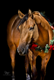 GreatReturnsStables101225_7173