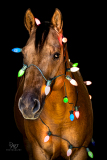 GreatReturnsStables101225_7224