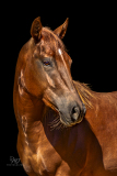 GreatReturnsStables101225_7269