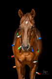 GreatReturnsStables101225_7385-2