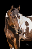 GreatReturnsStables101225_7399-2